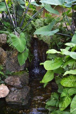Water Feature - Northurp Tropical Room