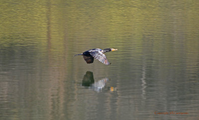 Kormarant in flight