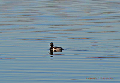 Ring Necked Duck