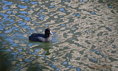 American Coot