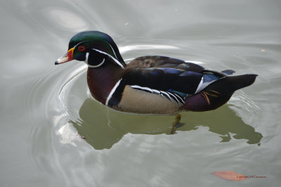 Wood Duck