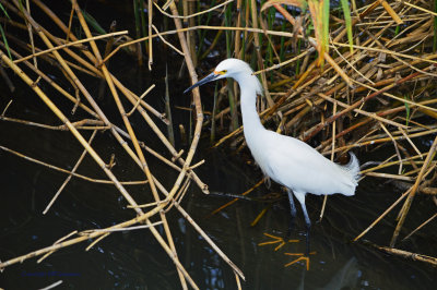 Snowy Egret