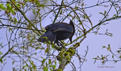 Steller's Jay