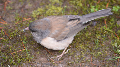 Junco