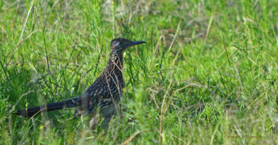 Road Runner