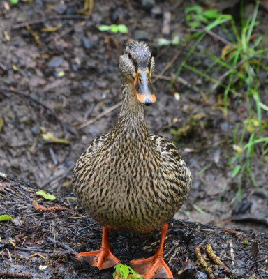 Female Mallard Duck