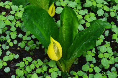 yellow bog arum