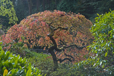 Japanese Gardens Portland Oregon