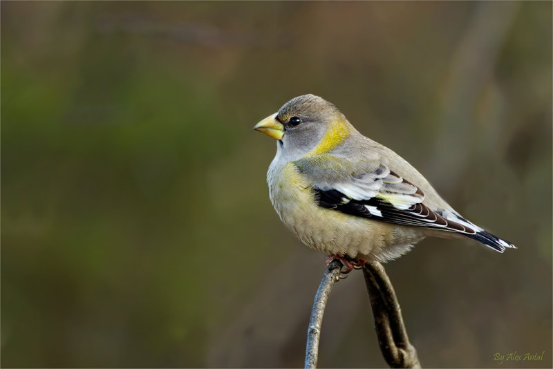 Evening Grosbeak Female