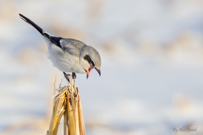 Northern Shrike