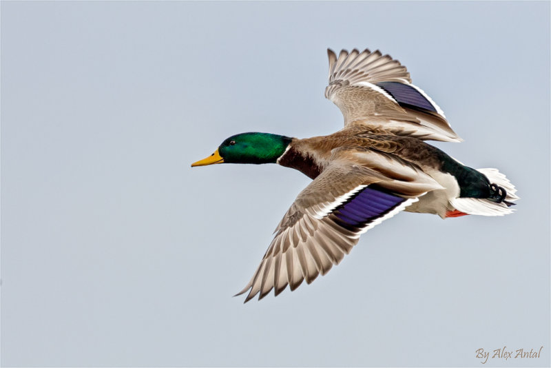 Mallard