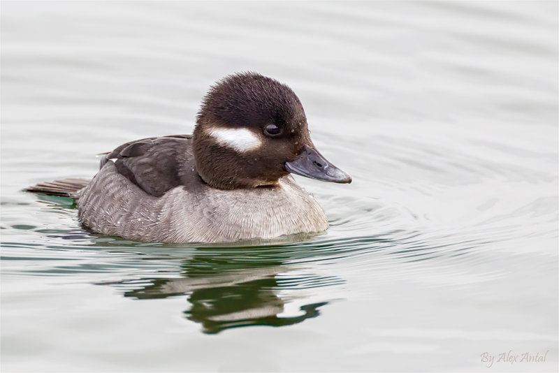 Bufflehead Female