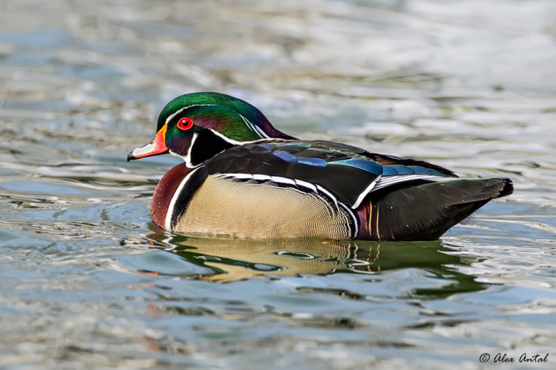 Wood Duck