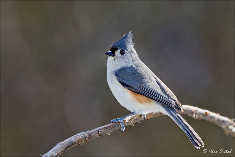 Tufted Titmouse