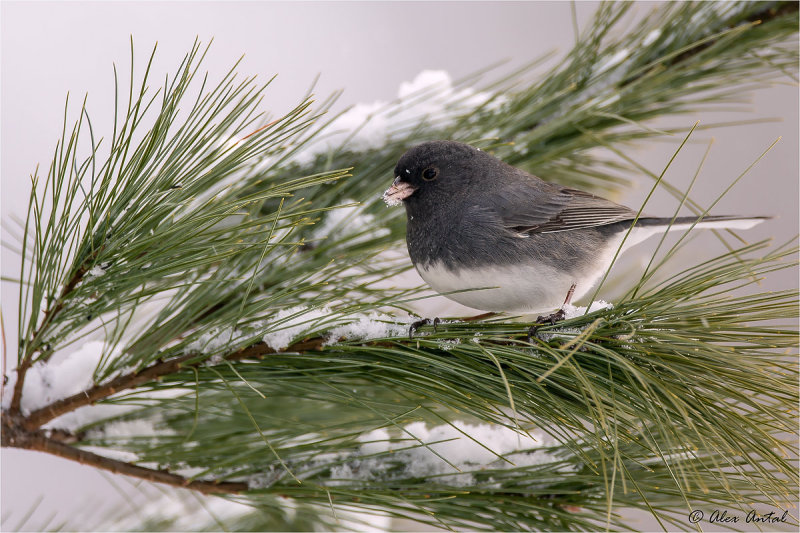 Dark-eyed Junco