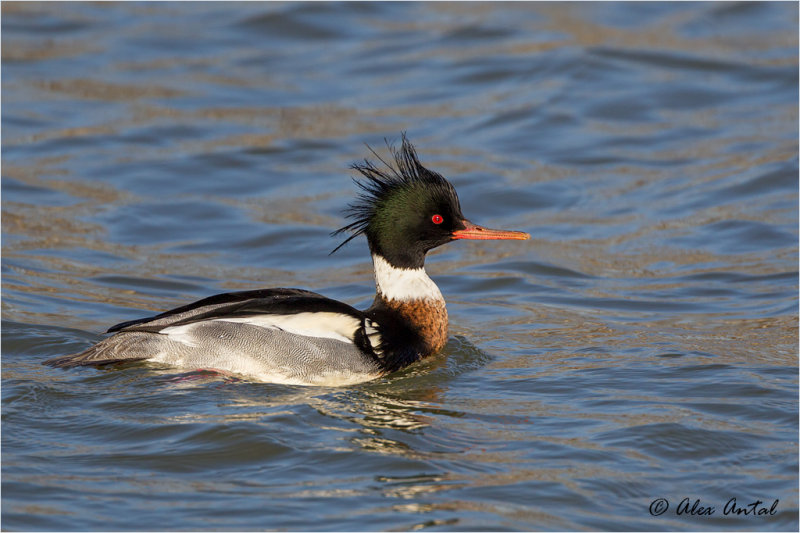 Red-breasted Merganser (M)