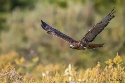 Red tail hawk