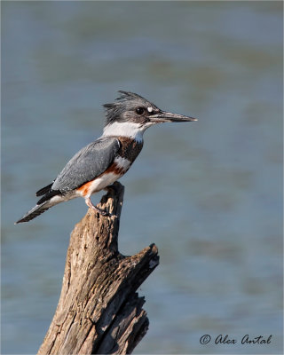 Belted Kingfisher