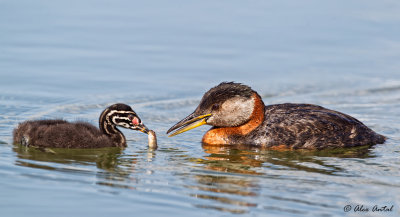 Red-necked Grebe