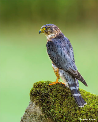 Merlin