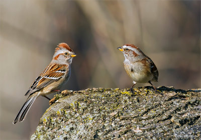  American-tree Sparrows