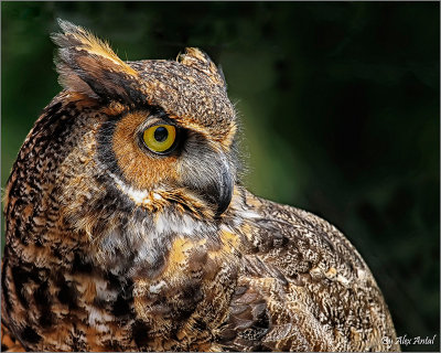 great_horned_owl