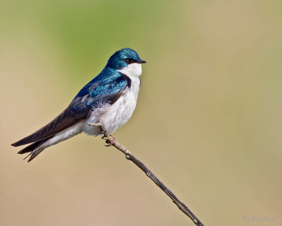 Tree Swallow