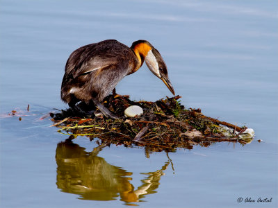 Red-necked Grebe