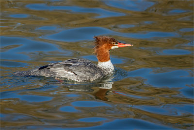Common Merganser Female