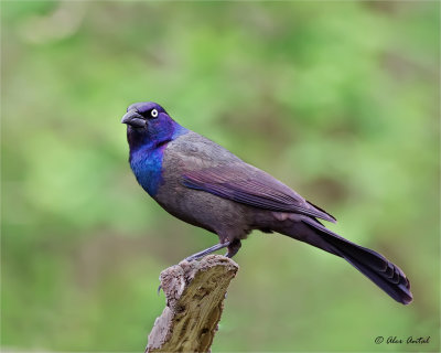 Grackle