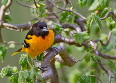 Baltimore Oriole 