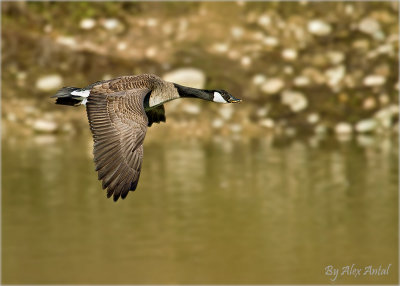 Canada Geese flying