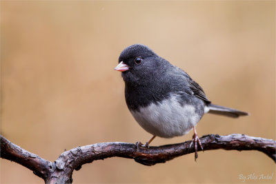 Dark-eyed Junco