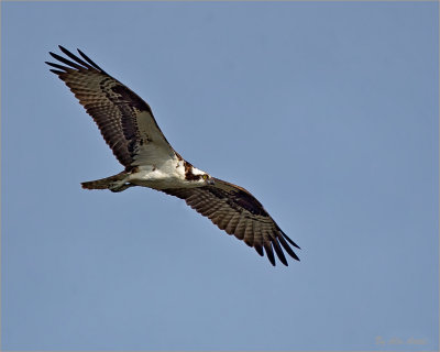 Osprey