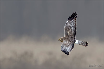 Northern_Harrier Male