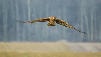 Northern_harrier