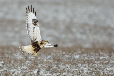 Rough-legged Hawk