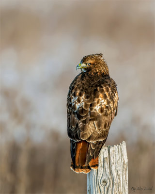 Red tail hawk