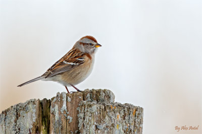 American-tree Sparrow