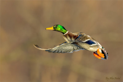 Mallard