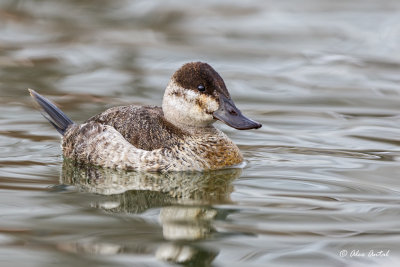 Ruddy Duck Female