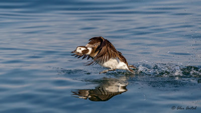 Long-tailed Duck Female
