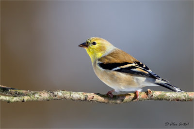 American Goldfinch - winter colors