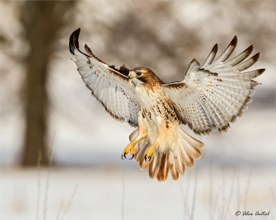 Red-tailed Hawk
