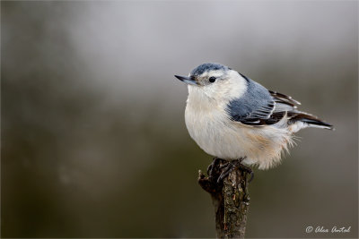 White-breasted Nuthatch