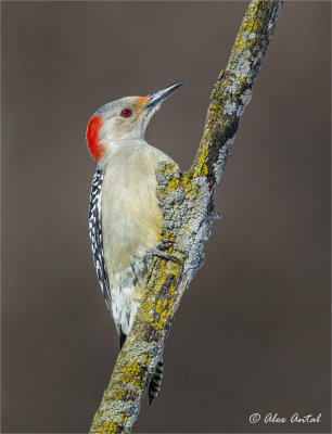 Red-bellied Woodpecker (F)