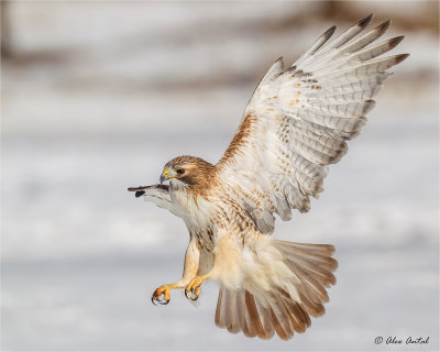 Red-tailed Hawk