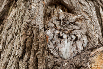 screech_owl