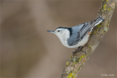 White-breasted Nuthatch