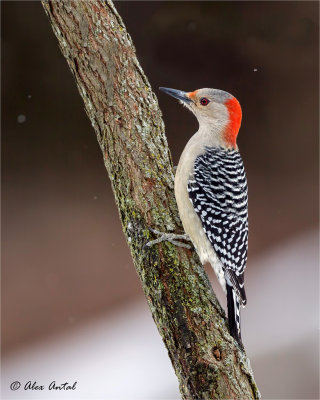 Red-bellied Woodpecker (F)